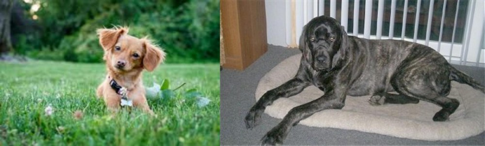 Giant Maso Mastiff vs Chiweenie - Breed Comparison