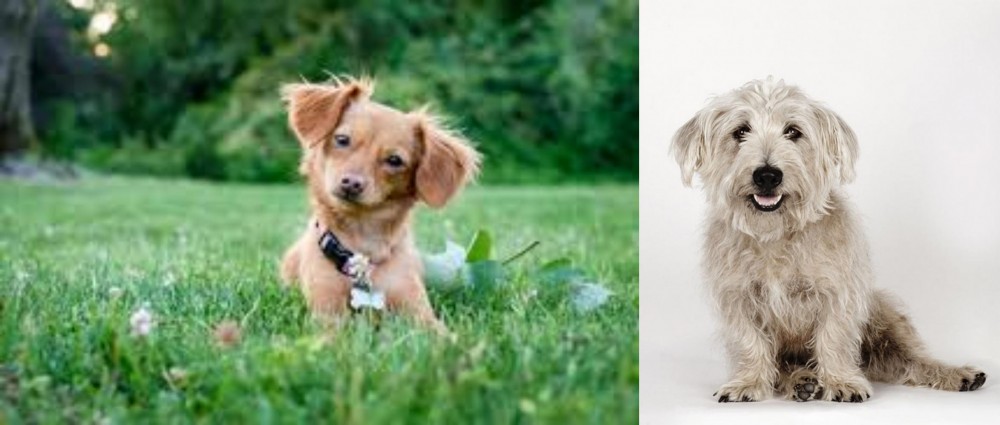 Glen of Imaal Terrier vs Chiweenie - Breed Comparison