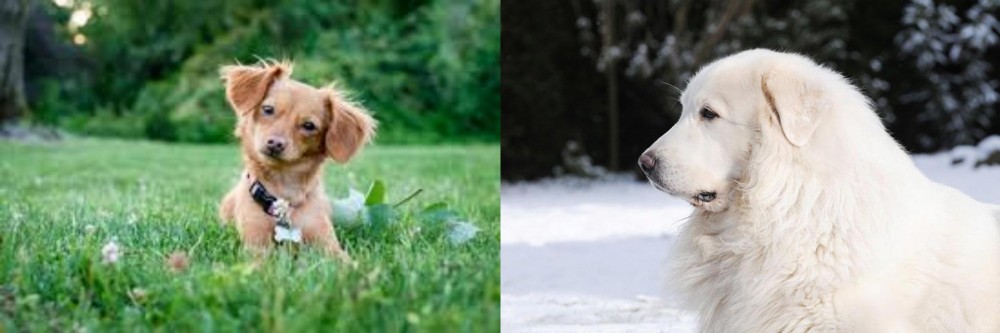 Great Pyrenees vs Chiweenie - Breed Comparison