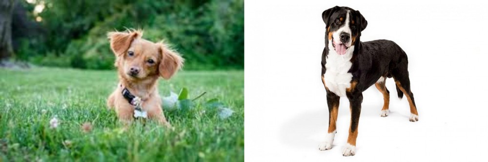 Greater Swiss Mountain Dog vs Chiweenie - Breed Comparison