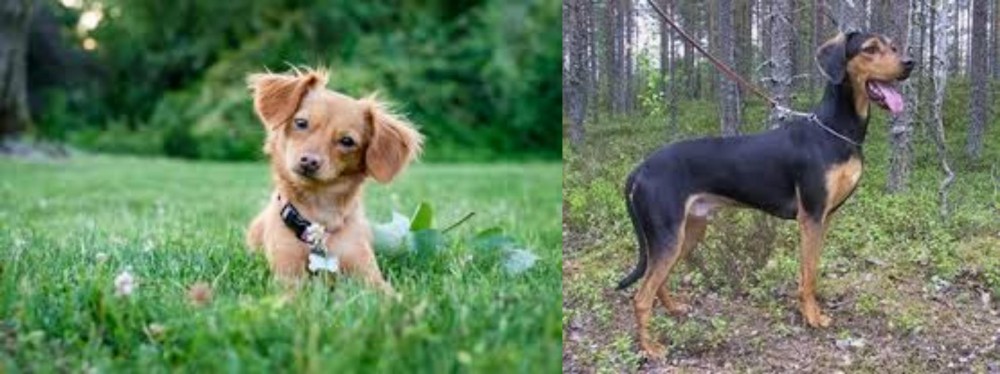 Greek Harehound vs Chiweenie - Breed Comparison