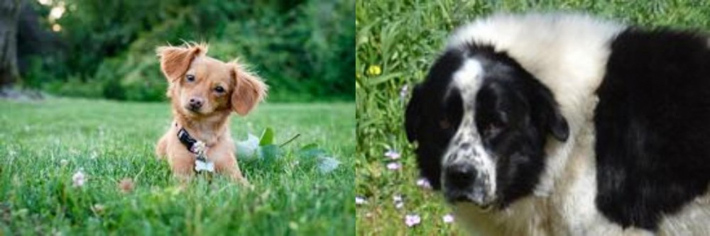 Greek Sheepdog vs Chiweenie - Breed Comparison