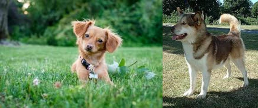 Greenland Dog vs Chiweenie - Breed Comparison