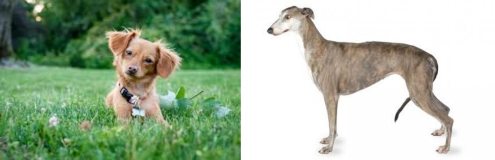 Greyhound vs Chiweenie - Breed Comparison