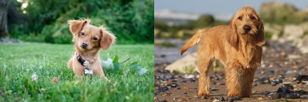 Griffon Fauve de Bretagne vs Chiweenie - Breed Comparison