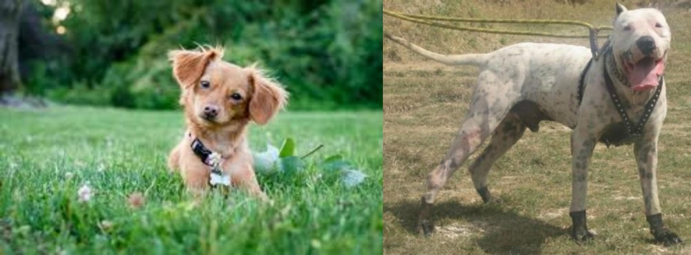 Gull Dong vs Chiweenie - Breed Comparison