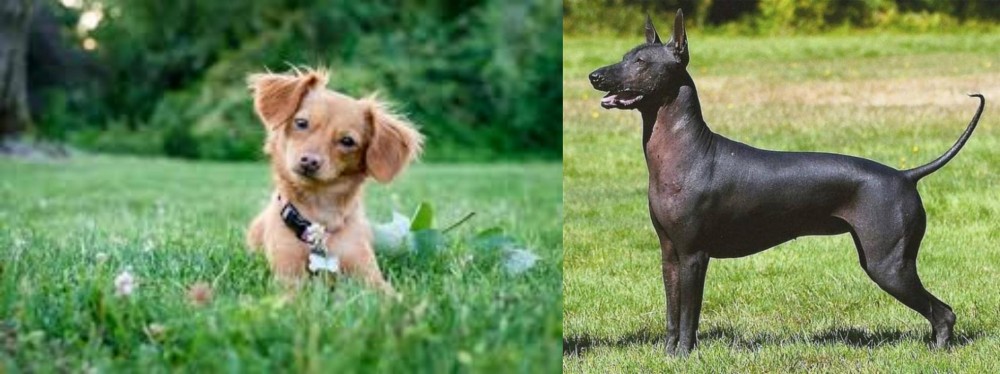 Hairless Khala vs Chiweenie - Breed Comparison