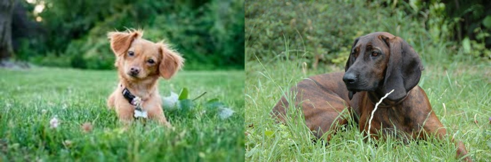 Hanover Hound vs Chiweenie - Breed Comparison