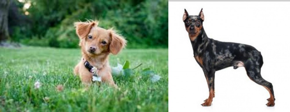 Harlequin Pinscher vs Chiweenie - Breed Comparison