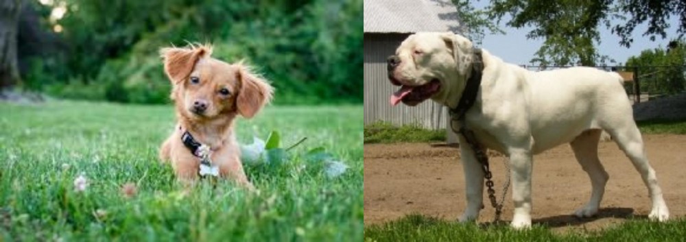 Hermes Bulldogge vs Chiweenie - Breed Comparison