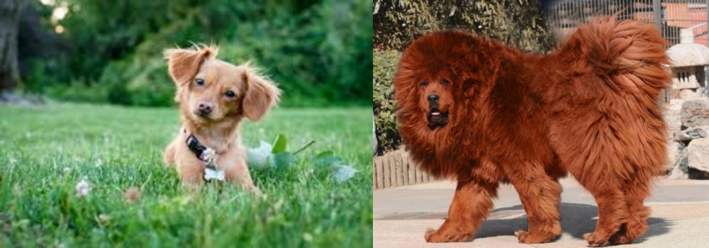 Himalayan Mastiff vs Chiweenie - Breed Comparison