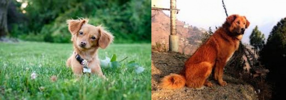 Himalayan Sheepdog vs Chiweenie - Breed Comparison