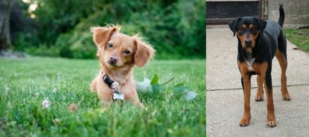 Hungarian Hound vs Chiweenie - Breed Comparison