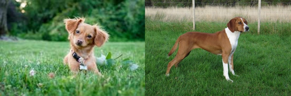 Hygenhund vs Chiweenie - Breed Comparison