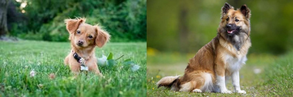 Icelandic Sheepdog vs Chiweenie - Breed Comparison