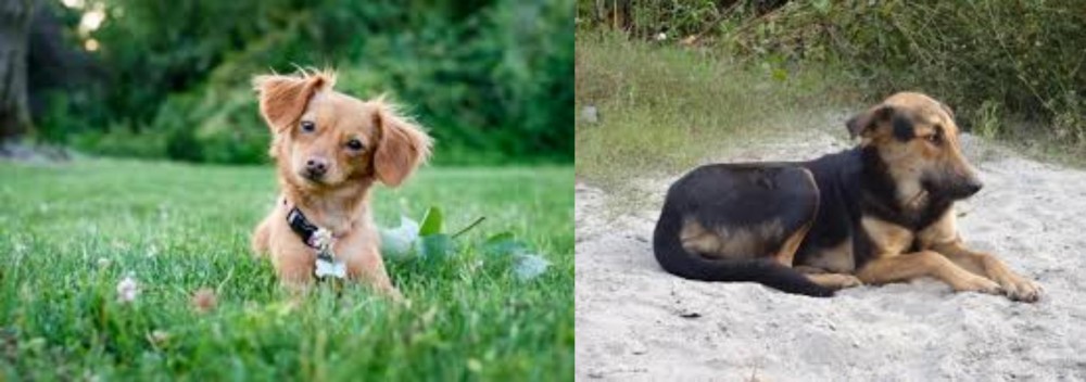 Indian Pariah Dog vs Chiweenie - Breed Comparison