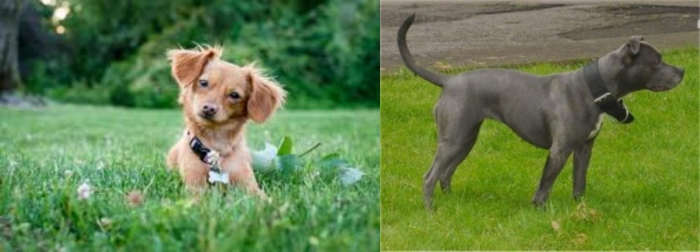 Irish Bull Terrier vs Chiweenie - Breed Comparison