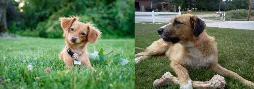 Irish Mastiff Hound vs Chiweenie - Breed Comparison