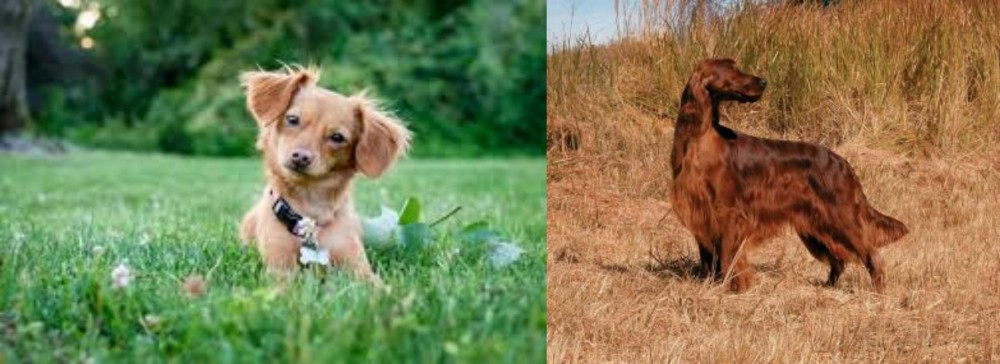 Irish Setter vs Chiweenie - Breed Comparison