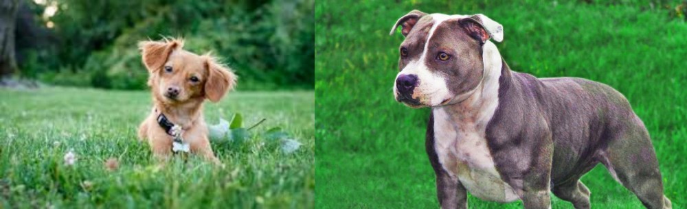 Irish Staffordshire Bull Terrier vs Chiweenie - Breed Comparison