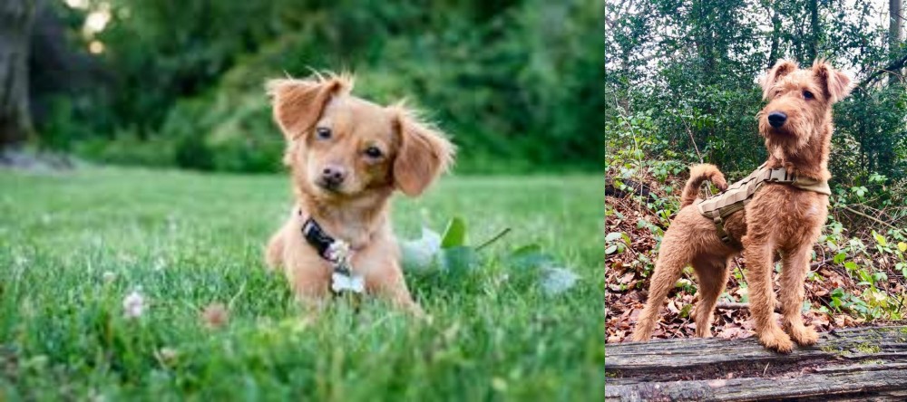 Irish Terrier vs Chiweenie - Breed Comparison