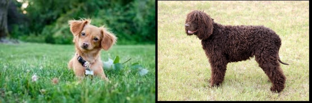 Irish Water Spaniel vs Chiweenie - Breed Comparison