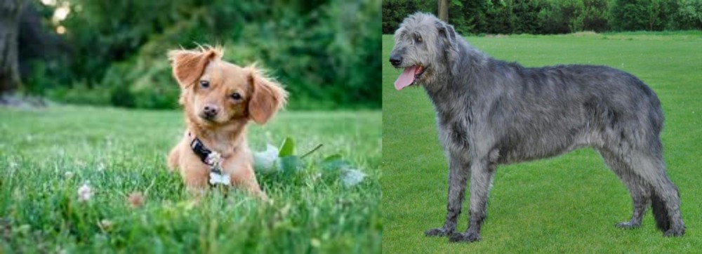 Irish Wolfhound vs Chiweenie - Breed Comparison