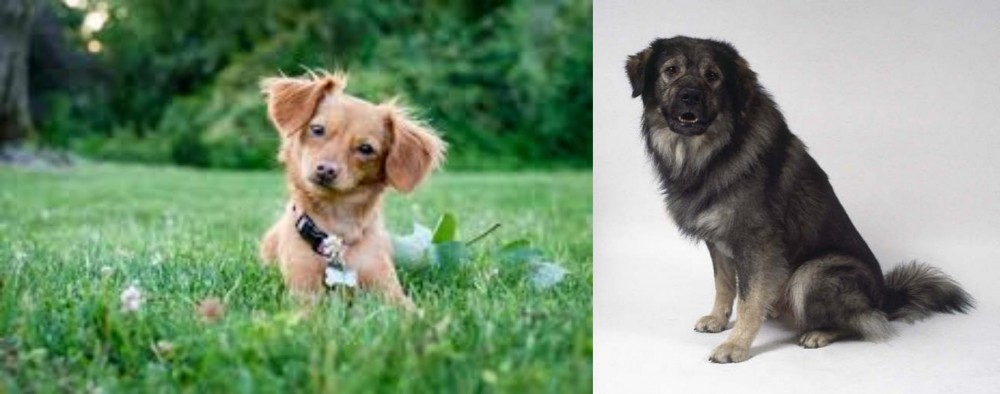 Istrian Sheepdog vs Chiweenie - Breed Comparison
