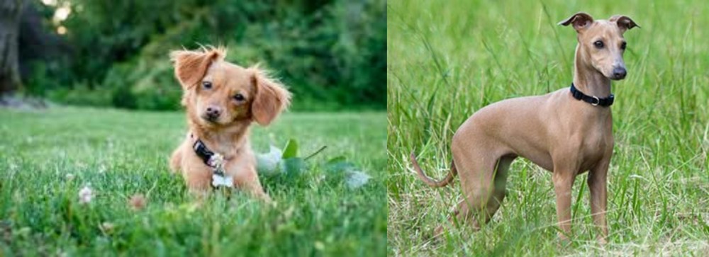 Italian Greyhound vs Chiweenie - Breed Comparison