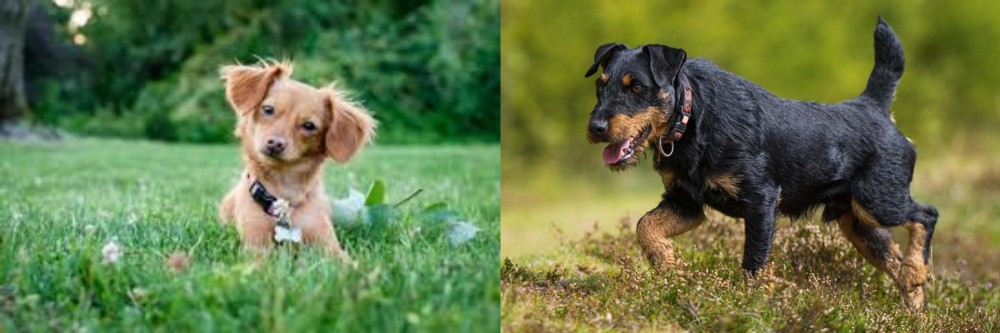Jagdterrier vs Chiweenie - Breed Comparison