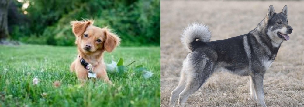 Jamthund vs Chiweenie - Breed Comparison