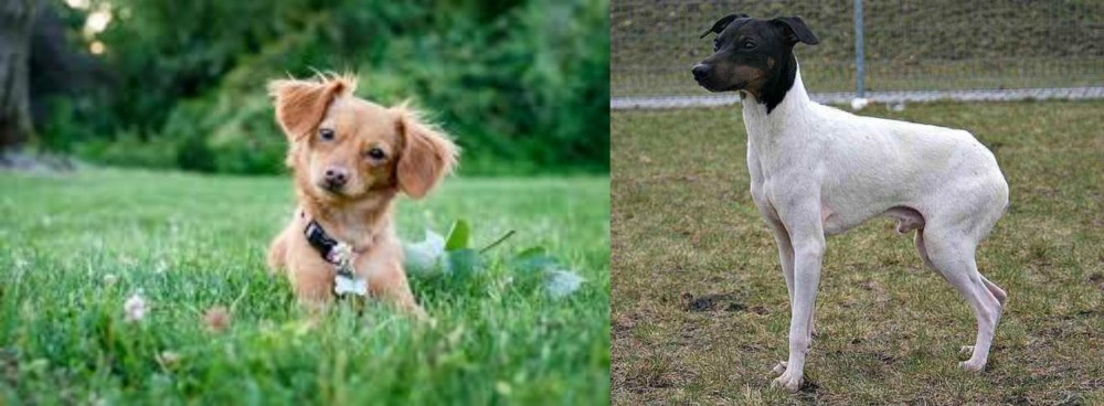 Japanese Terrier vs Chiweenie - Breed Comparison