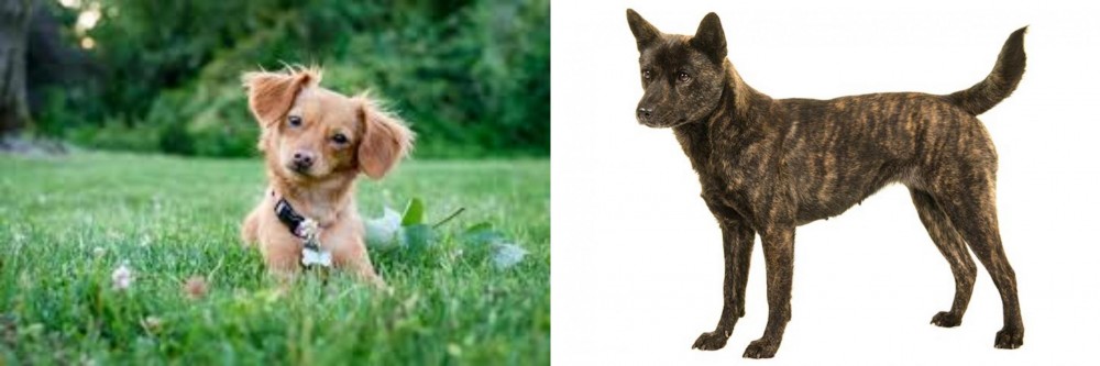 Kai Ken vs Chiweenie - Breed Comparison