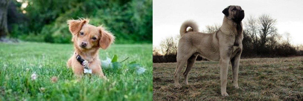 Kangal Dog vs Chiweenie - Breed Comparison