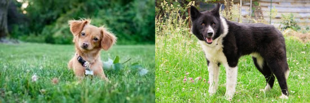 Karelian Bear Dog vs Chiweenie - Breed Comparison
