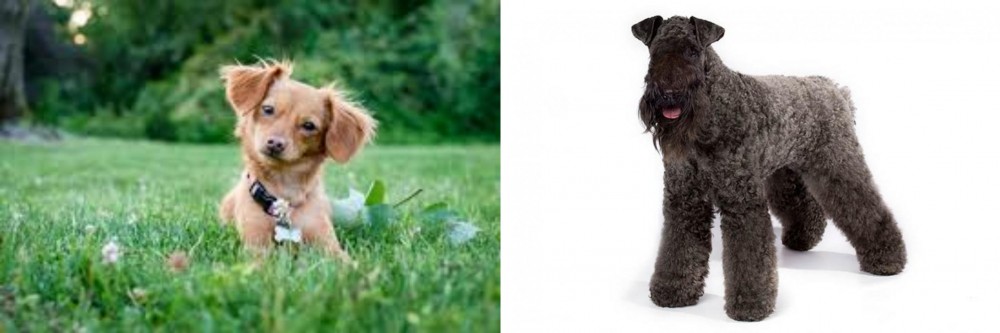 Kerry Blue Terrier vs Chiweenie - Breed Comparison