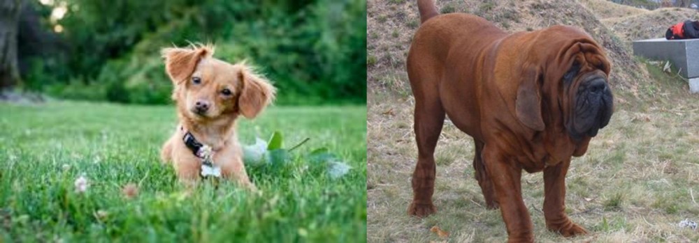 Korean Mastiff vs Chiweenie - Breed Comparison