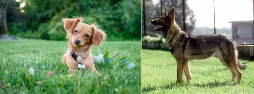 Kunming Dog vs Chiweenie - Breed Comparison