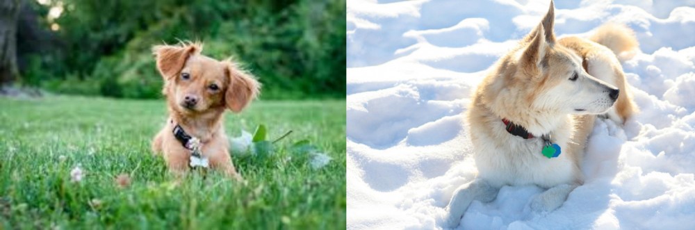 Labrador Husky vs Chiweenie - Breed Comparison