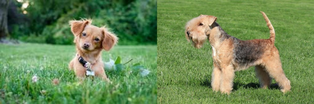 Lakeland Terrier vs Chiweenie - Breed Comparison