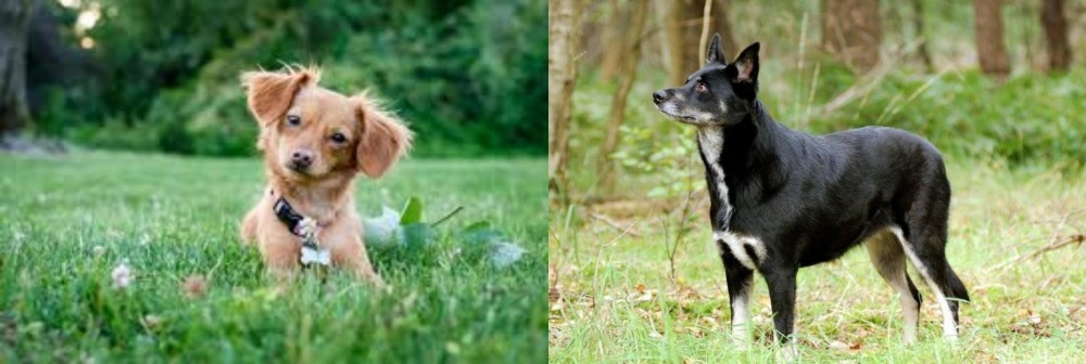 Lapponian Herder vs Chiweenie - Breed Comparison