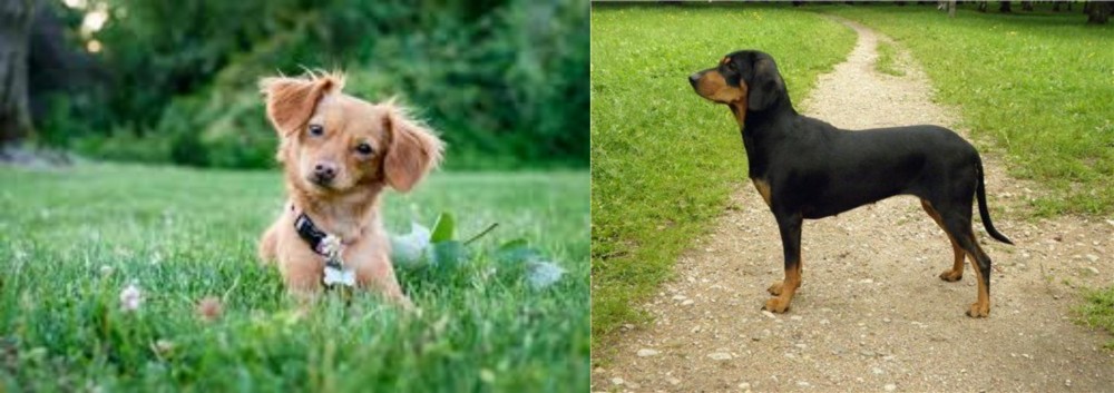 Latvian Hound vs Chiweenie - Breed Comparison