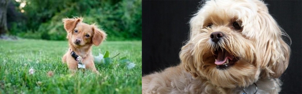 Lhasapoo vs Chiweenie - Breed Comparison