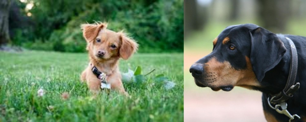 Lithuanian Hound vs Chiweenie - Breed Comparison