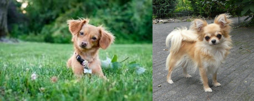 Long Haired Chihuahua vs Chiweenie - Breed Comparison