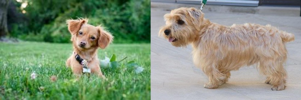 Lucas Terrier vs Chiweenie - Breed Comparison
