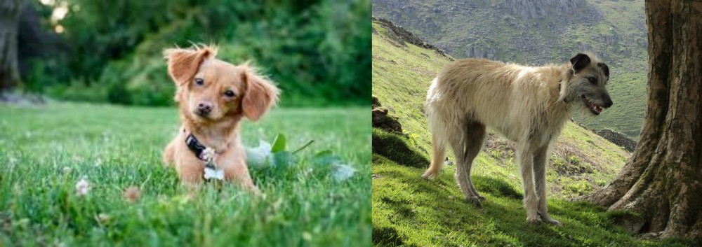 Lurcher vs Chiweenie - Breed Comparison