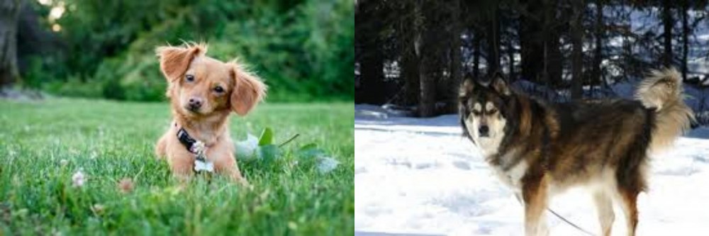 Mackenzie River Husky vs Chiweenie - Breed Comparison