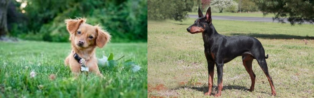 Manchester Terrier vs Chiweenie - Breed Comparison