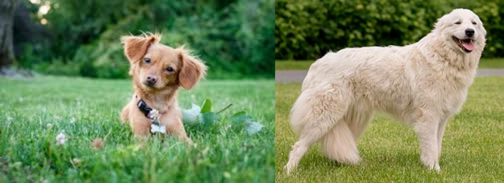 Maremma Sheepdog vs Chiweenie - Breed Comparison